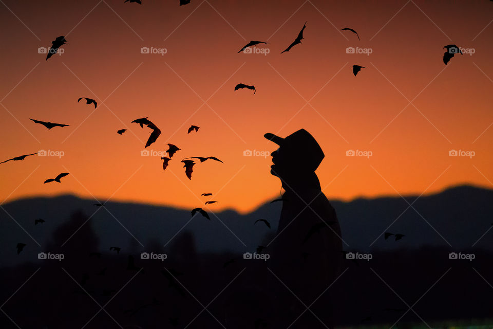 Canberra Australia Day Celebrations, bats take off before fireworks 