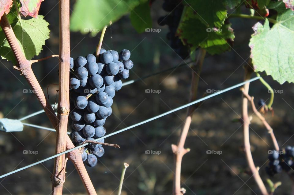 Grapevines