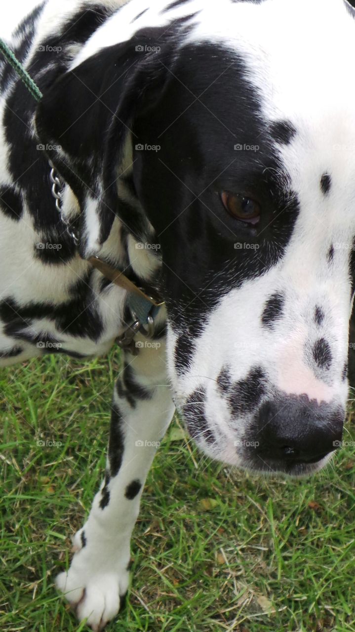 Dalmatian Dog