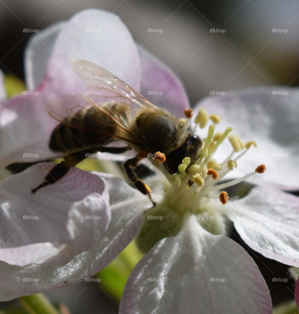 Bee drinking nectar