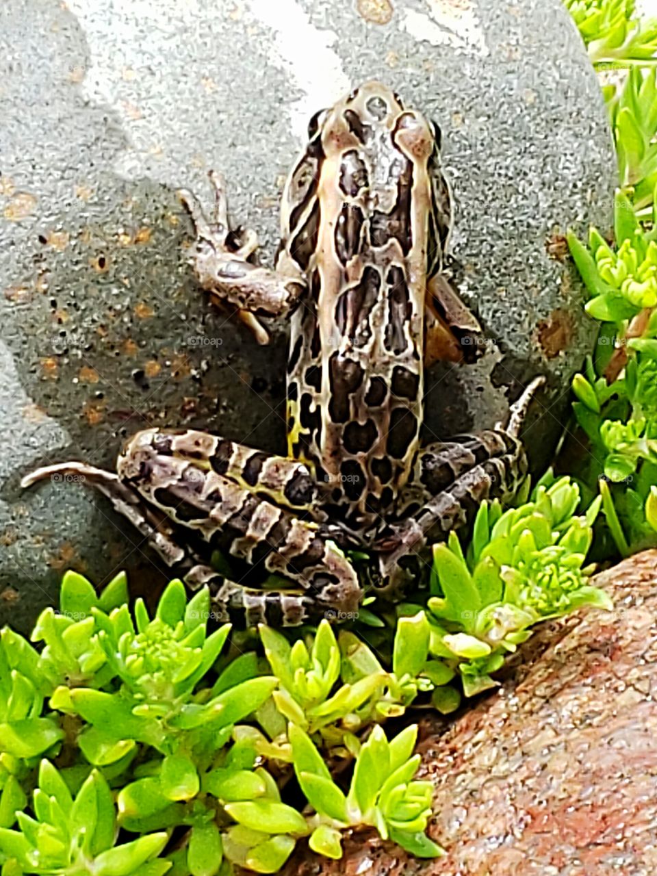 frog toad in my decorative landscaping pond