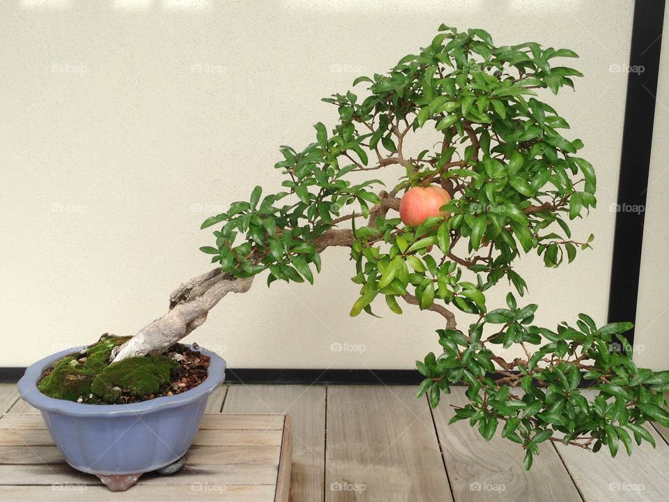 Pomegranate Bonsai