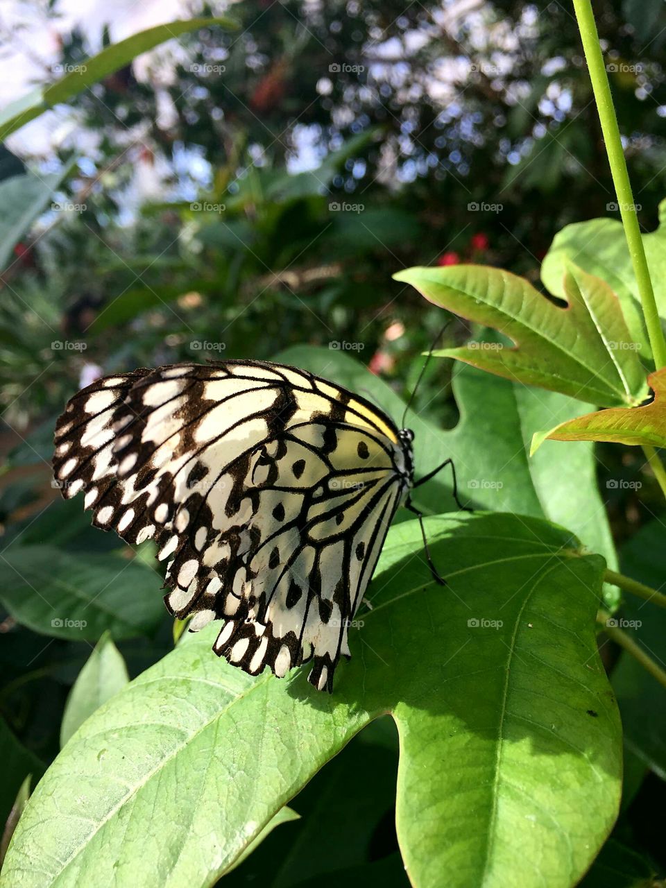 Butterfly with heart pattern wings