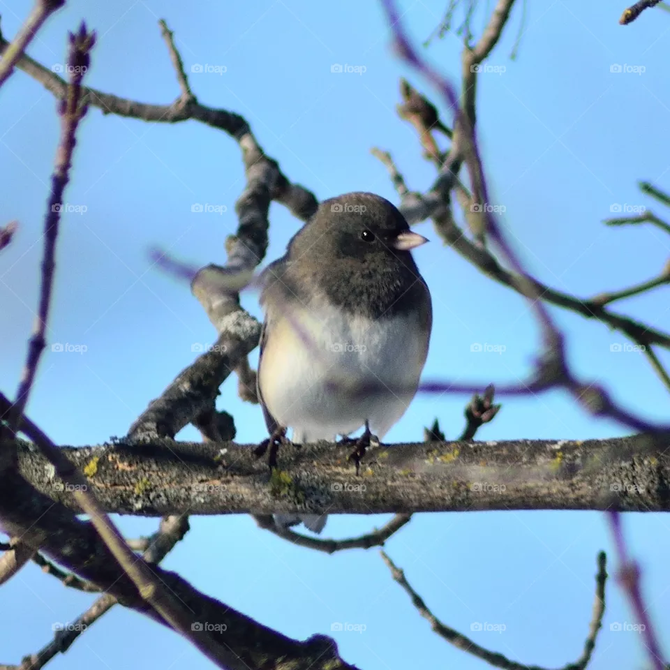 birdy