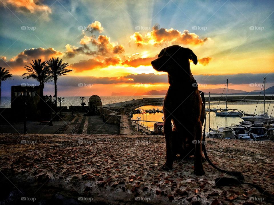 sea sunset and the dog silhouette