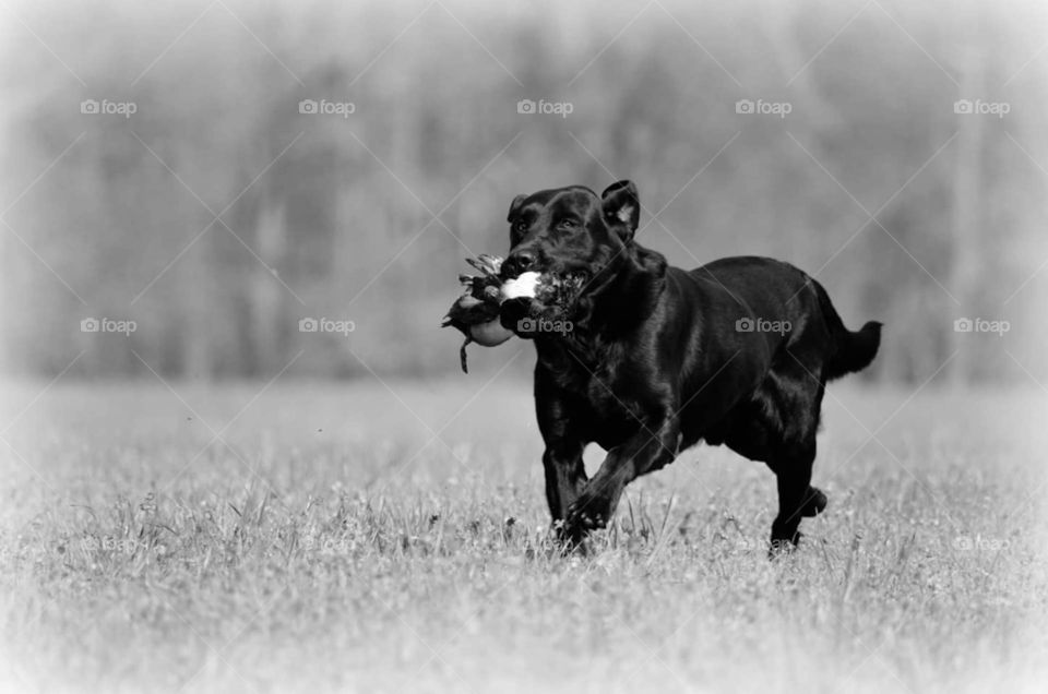 Labrador Retriever