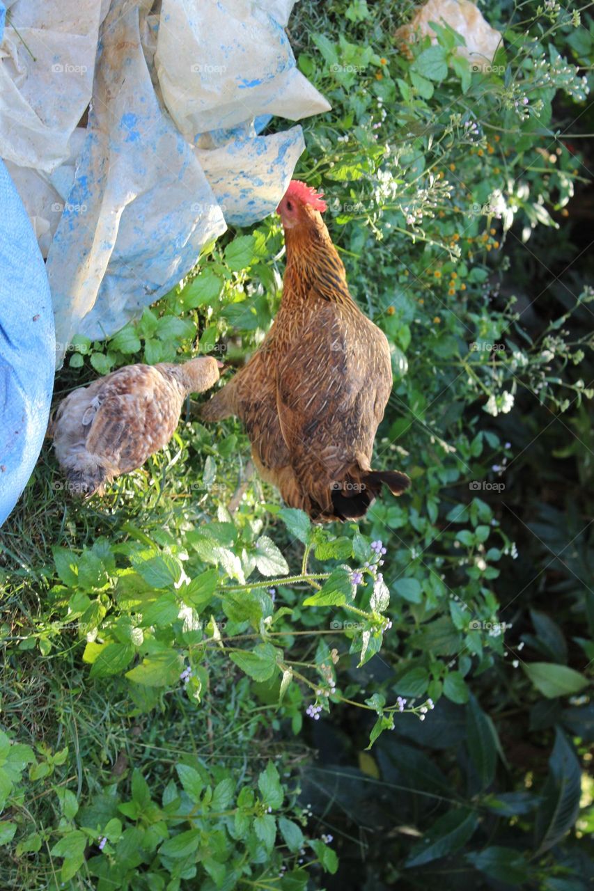 chicken in village