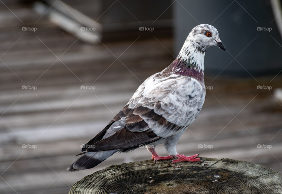 Strange pigeon