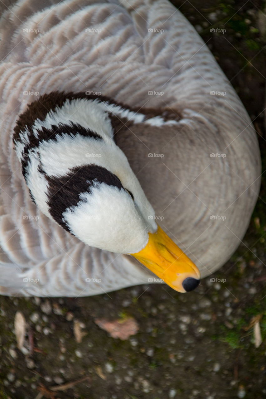 goose from above