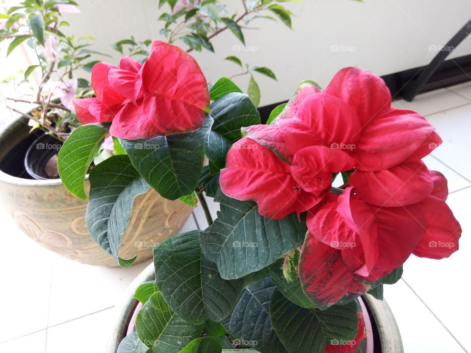 Leaf, Nature, Flora, Flower, Summer