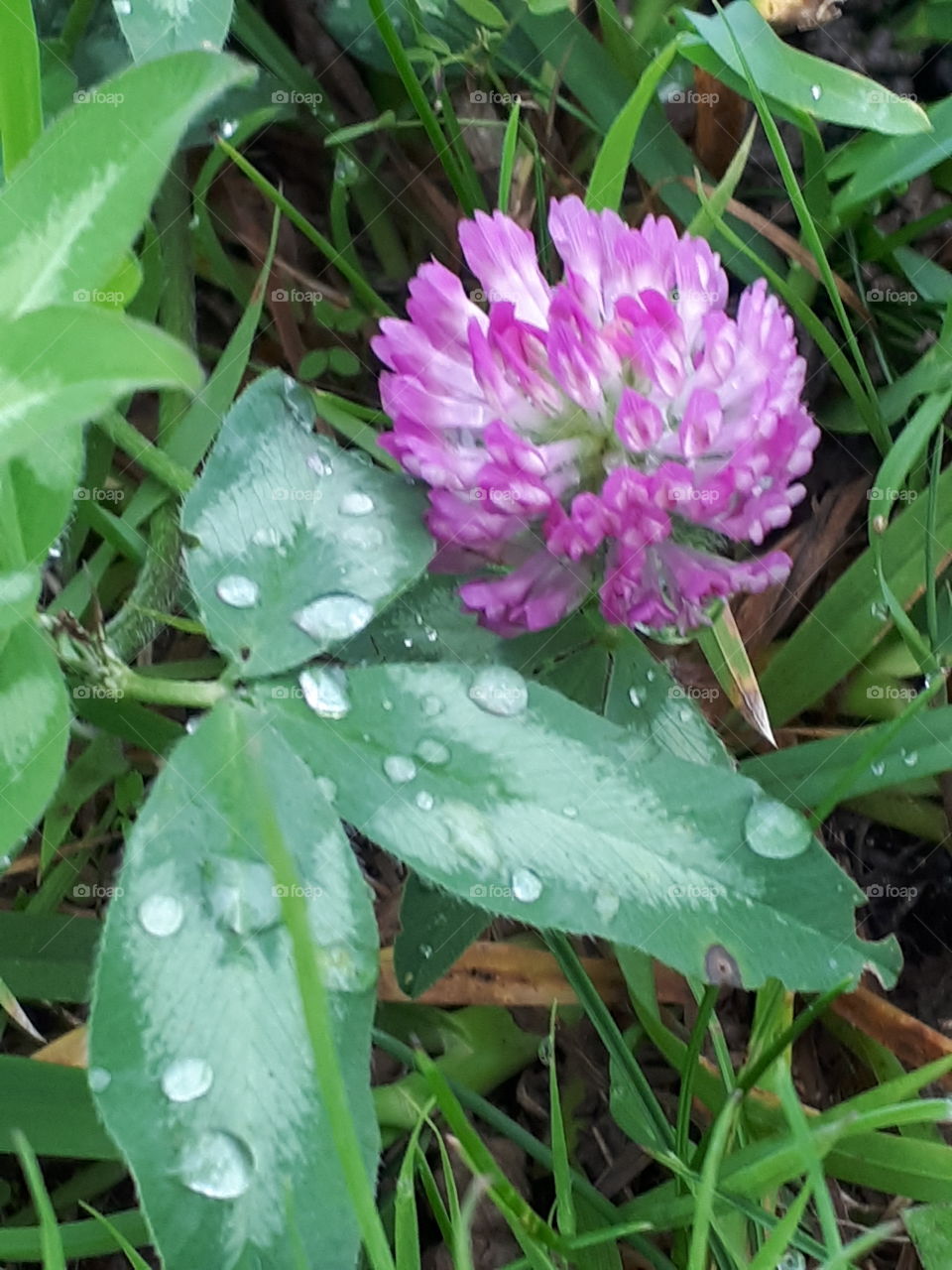 Nature, Flora, Flower, Leaf, Summer