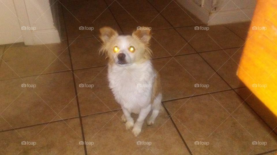 Domestic, Mammal, No Person, Pet, Indoors