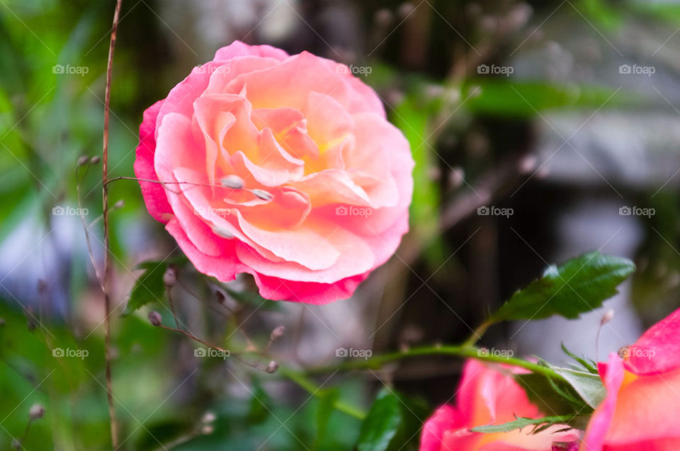 green pretty pink flower by idocreativestuff