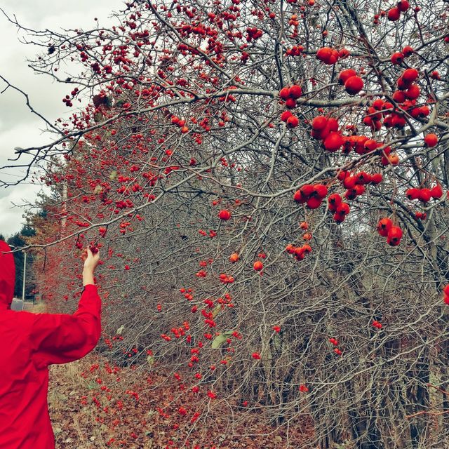 Berries