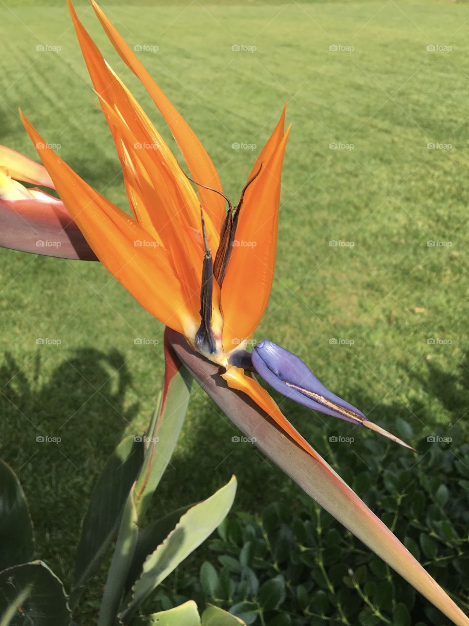 Strelitzia