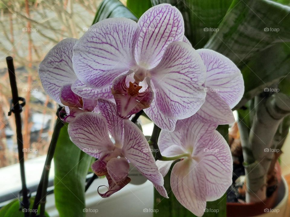 pink and white orchid on the windowsill