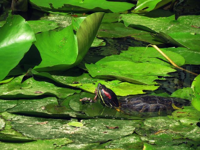 Tortuga