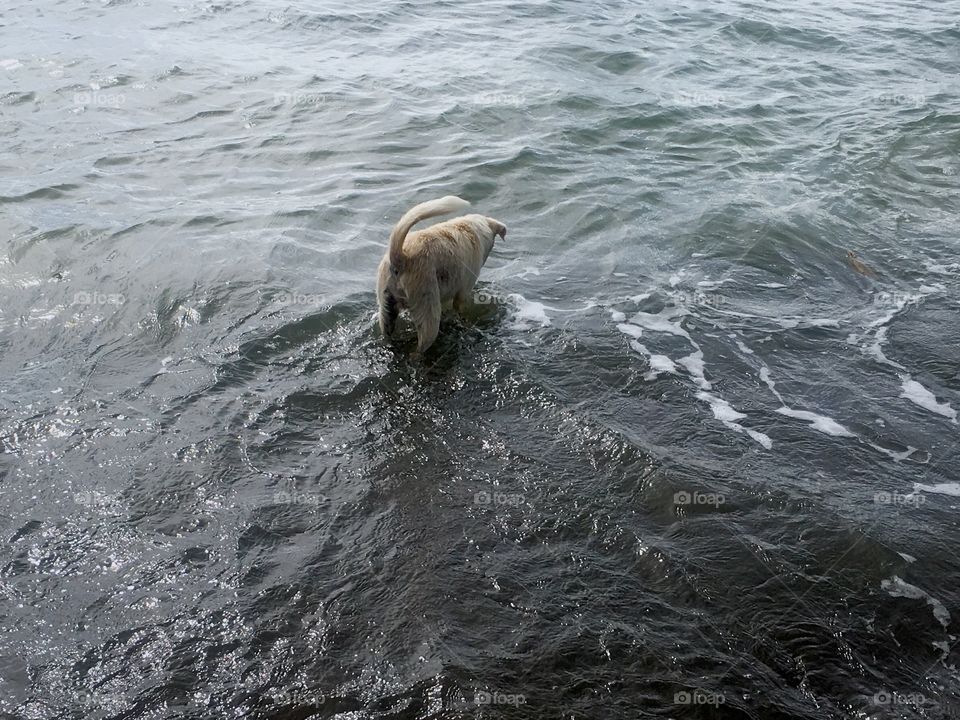 A dog trying to catch a fish in the ocean