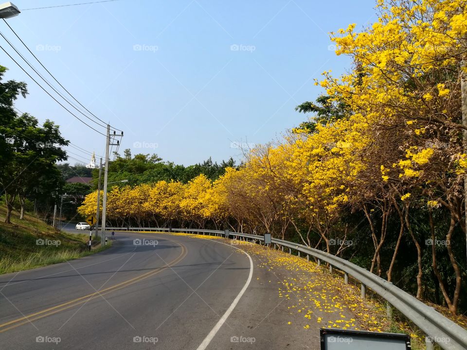 road & India lilies