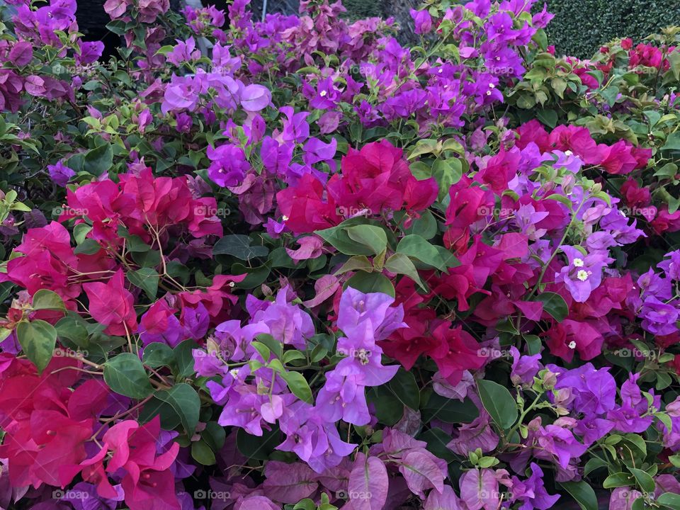 Bougainvillea × buttiana