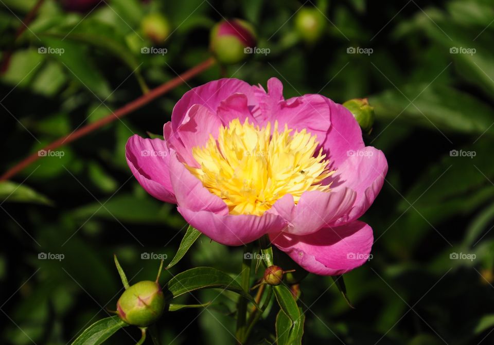 Peony flower 