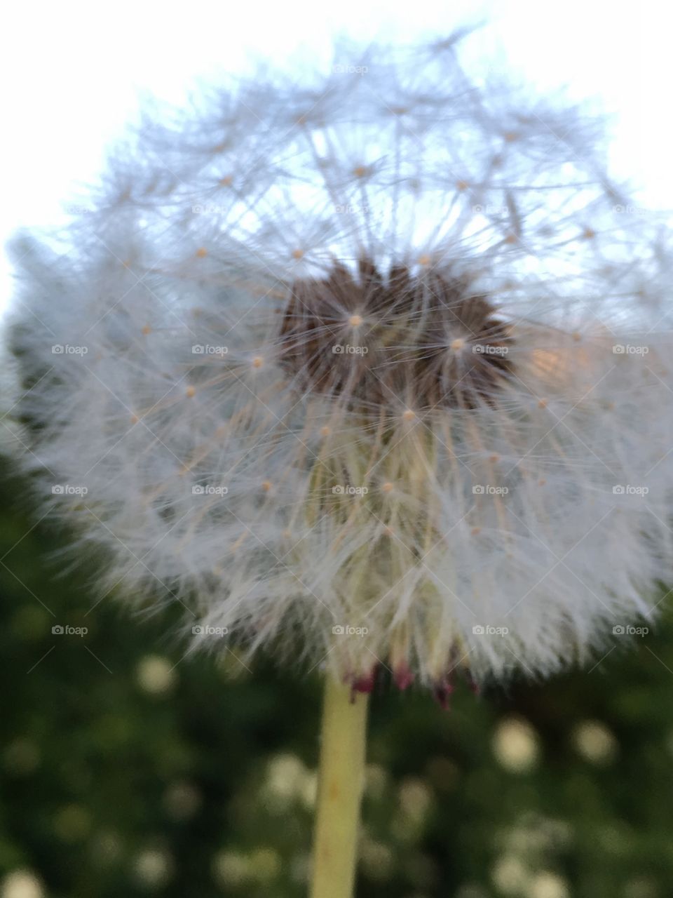 dandelion