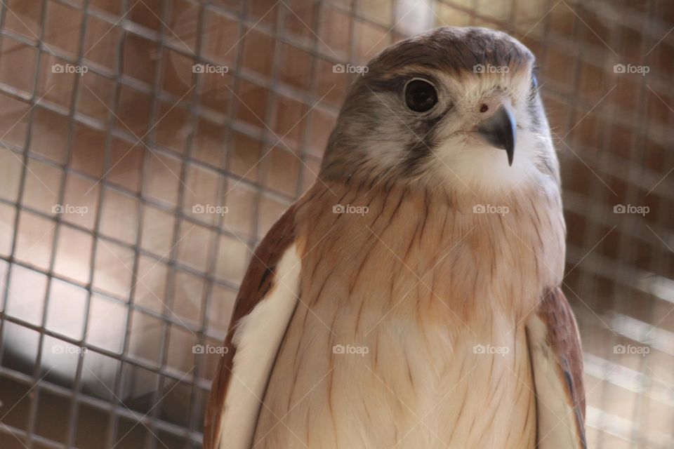 A brown falcon, tilting its head at me with wonder, the light reflecting off its feathers and beak