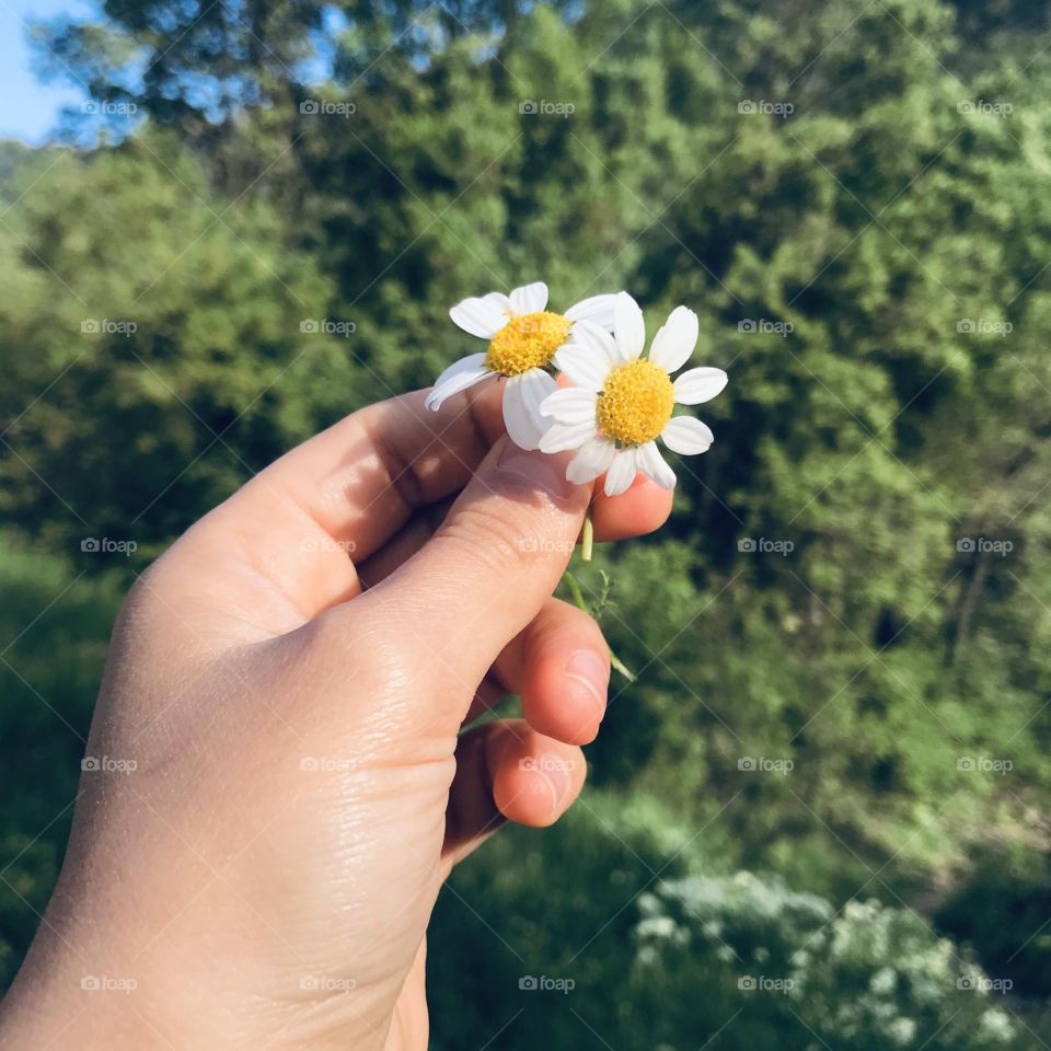 🌼