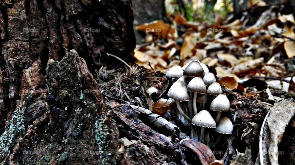 mushroom autumn