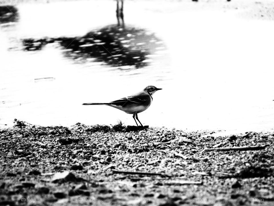 трясогузка