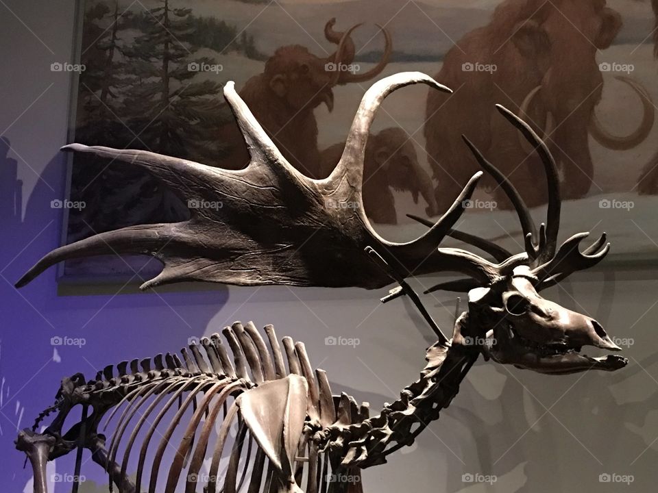 Mammal, Skull, Sculpture, Deer, Animal