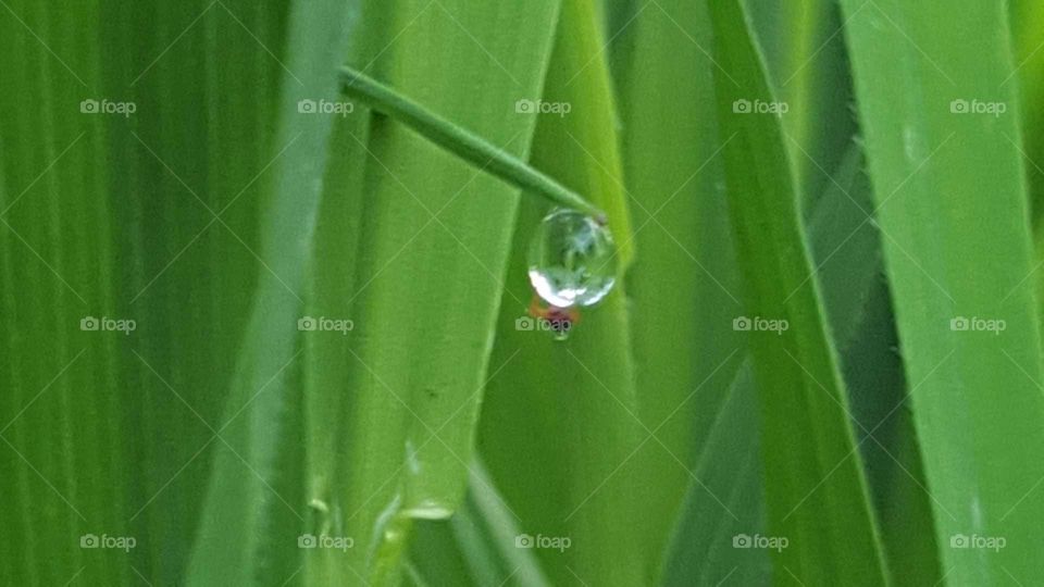 Leaf, Rain, Dew, Drop, Flora