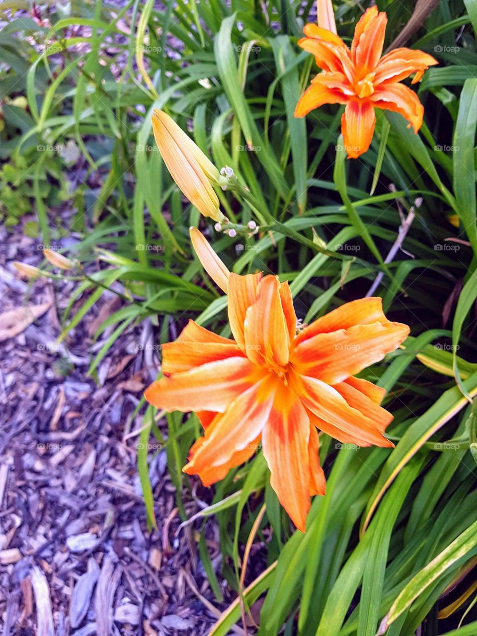 These beautiful coloured flowers in my city.  The green foliage and the woodchips in the garden all make for a good picture.