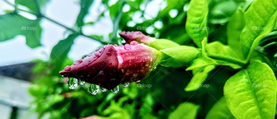 when a flower look a like d***k