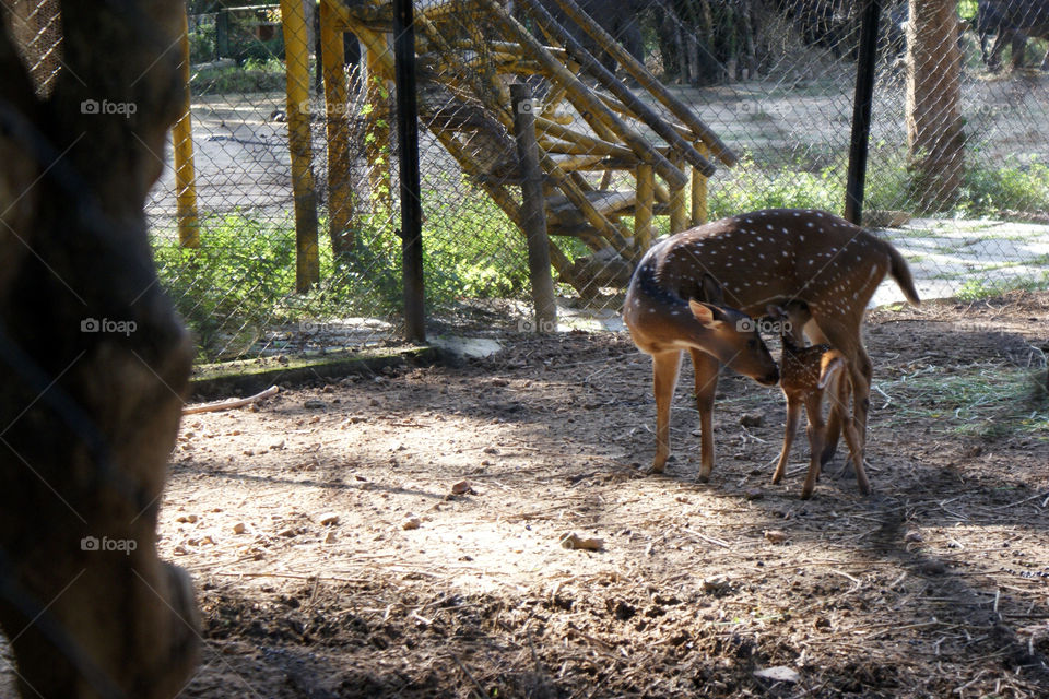 Deer and fawn