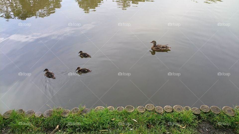Three little ducklings swimming with their mommy in a pond.