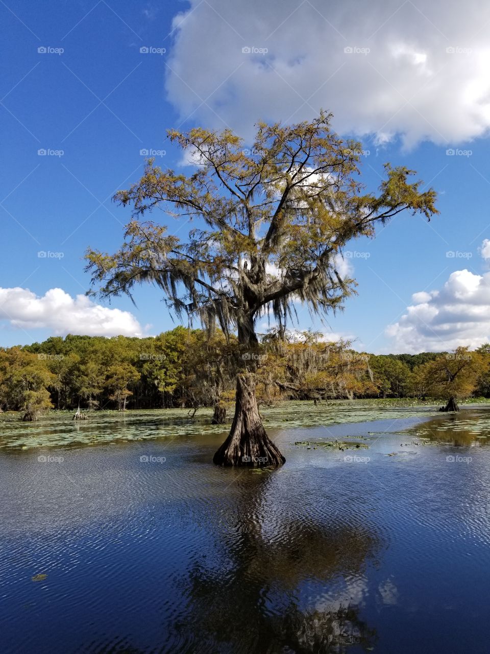 Cypress Tree Caddo Lake