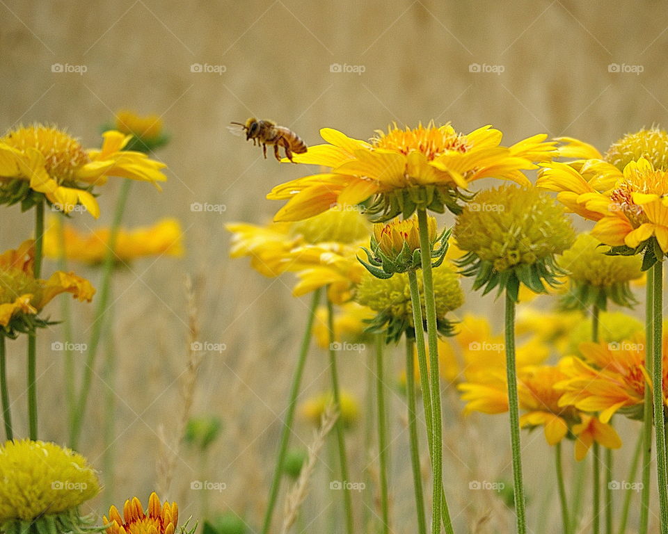 Close-up of bee flying over sunflower