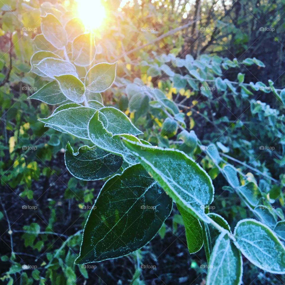 Frosted leaves in morning sunlight 