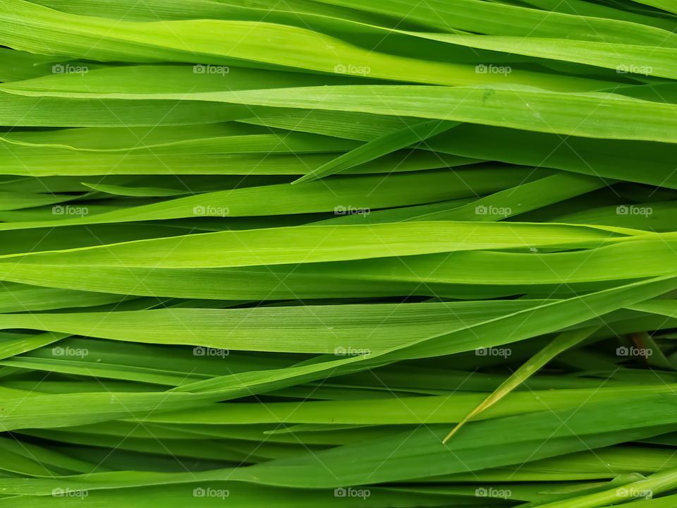 Green leaf texture. leaf texture background