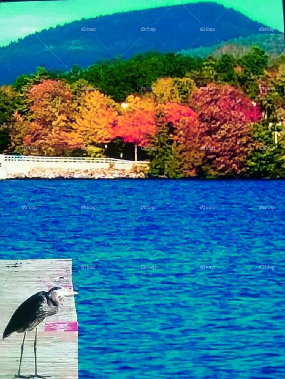 Blue Heron on the dock