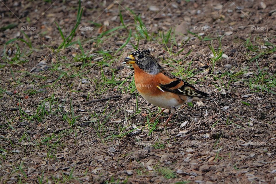 the mountain finch looking for food