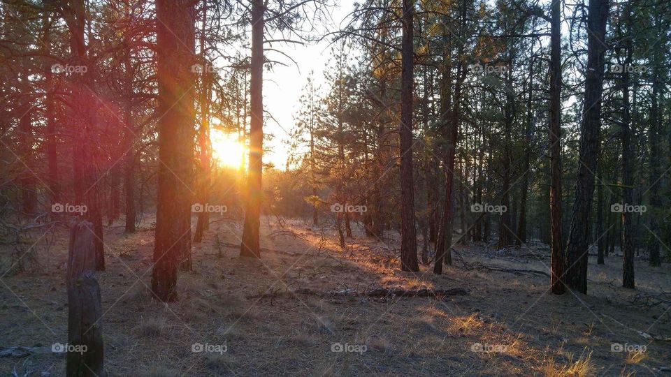 forest sunrise