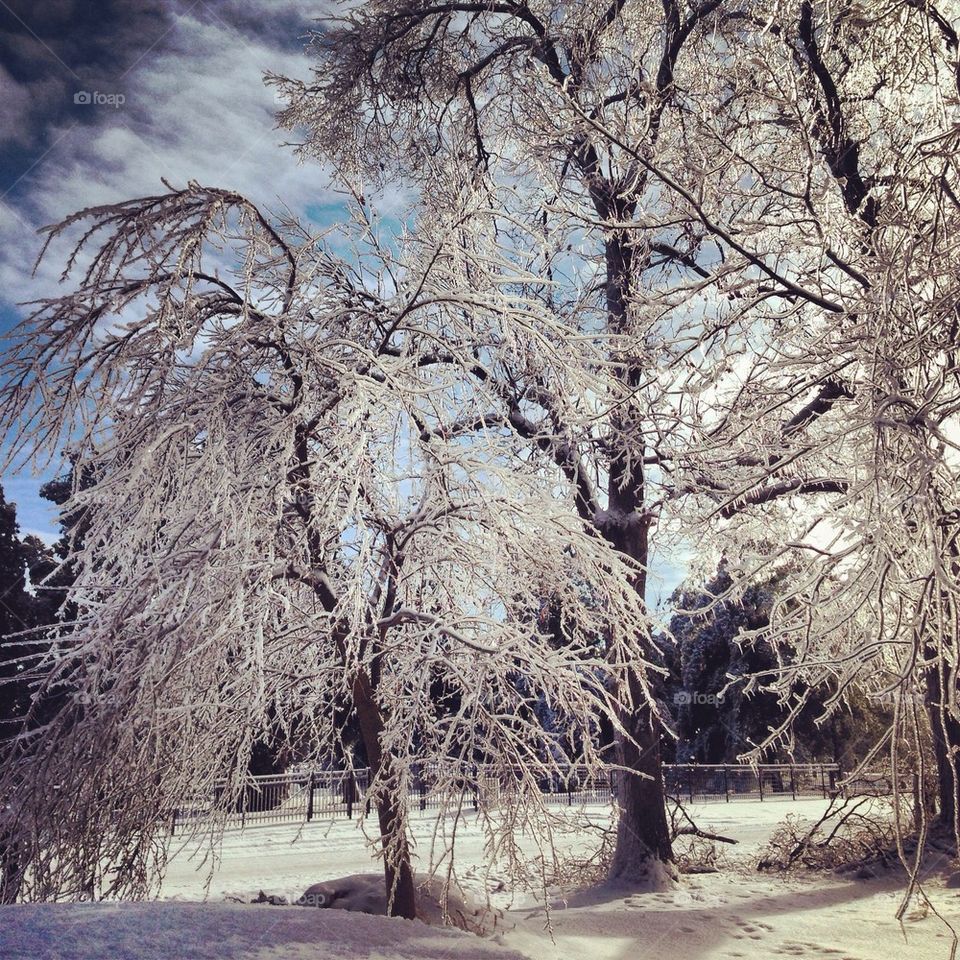 Ice Trees