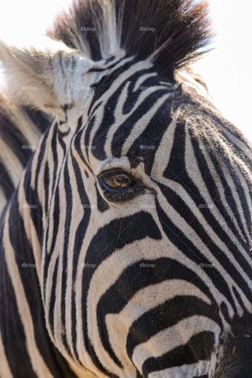 Close up of a zebras face