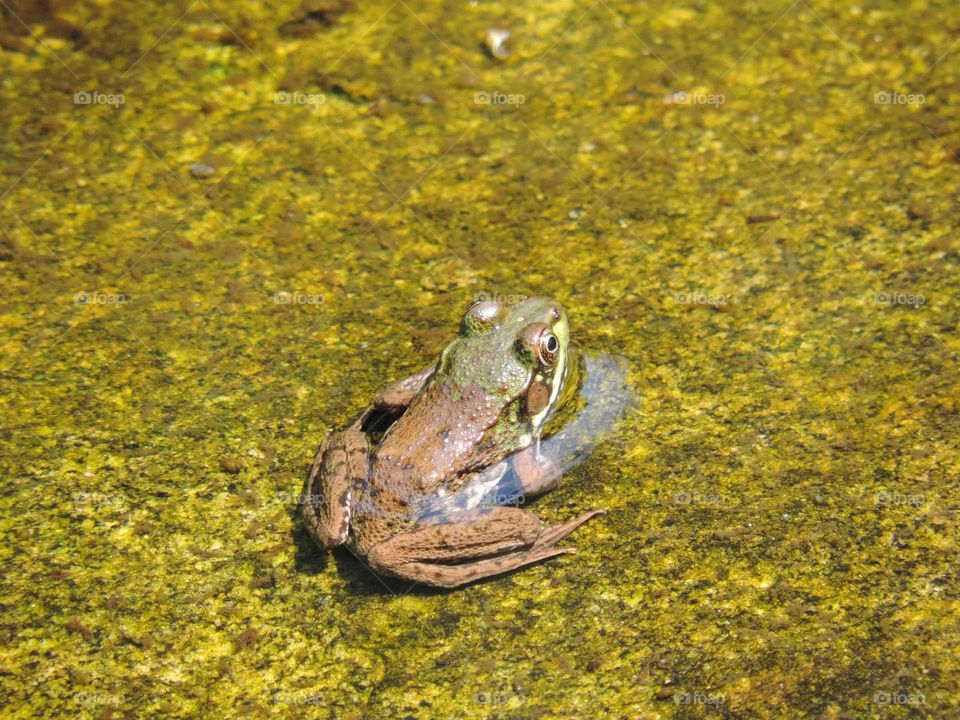 Frog, Amphibian, No Person, Wildlife, Nature
