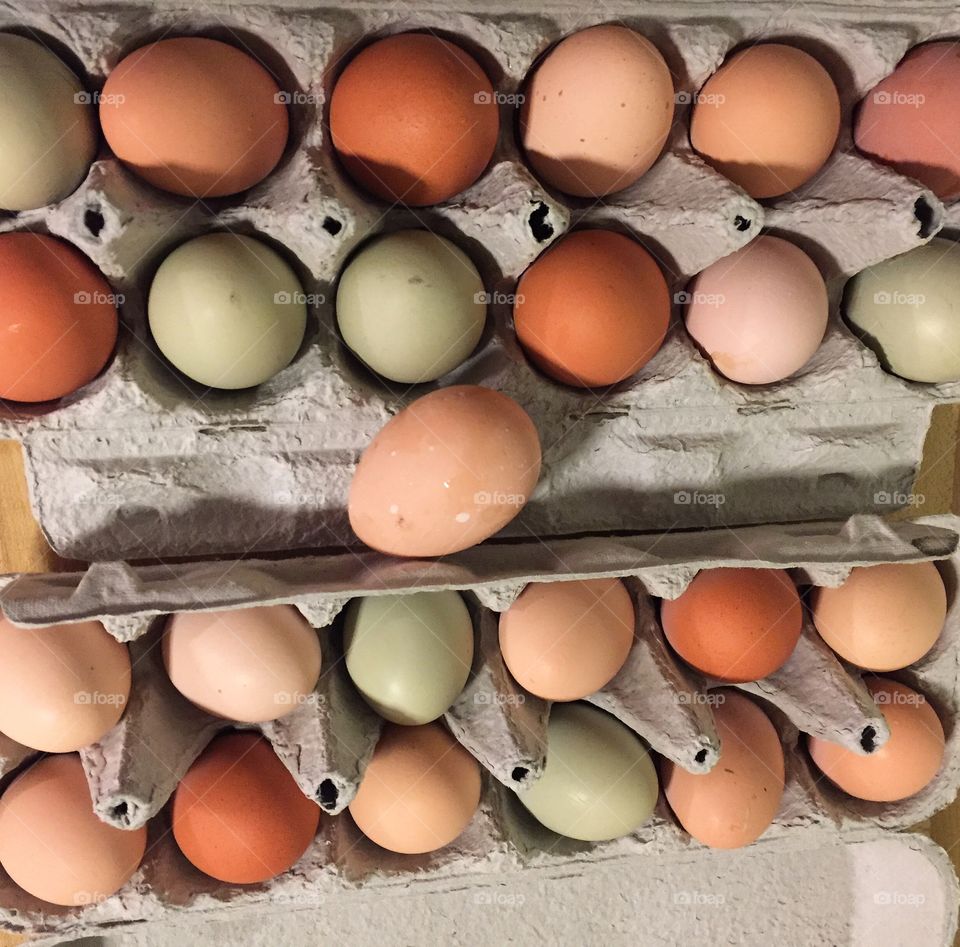 Fresh eggs. Fresh eggs from backyard chickens