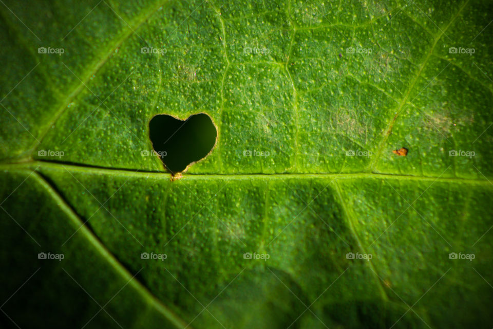 heart shape eaten in leaf