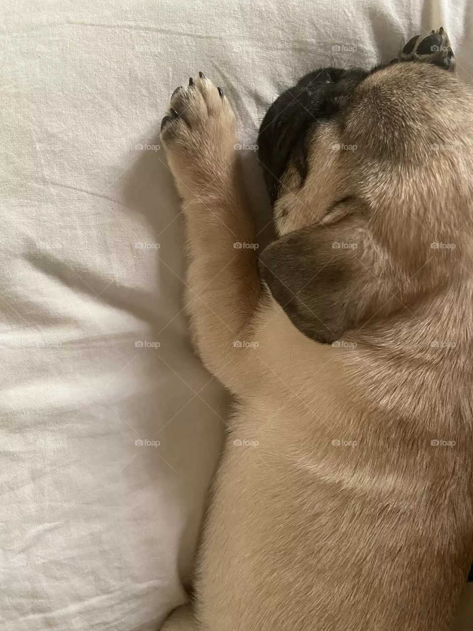 Doggy