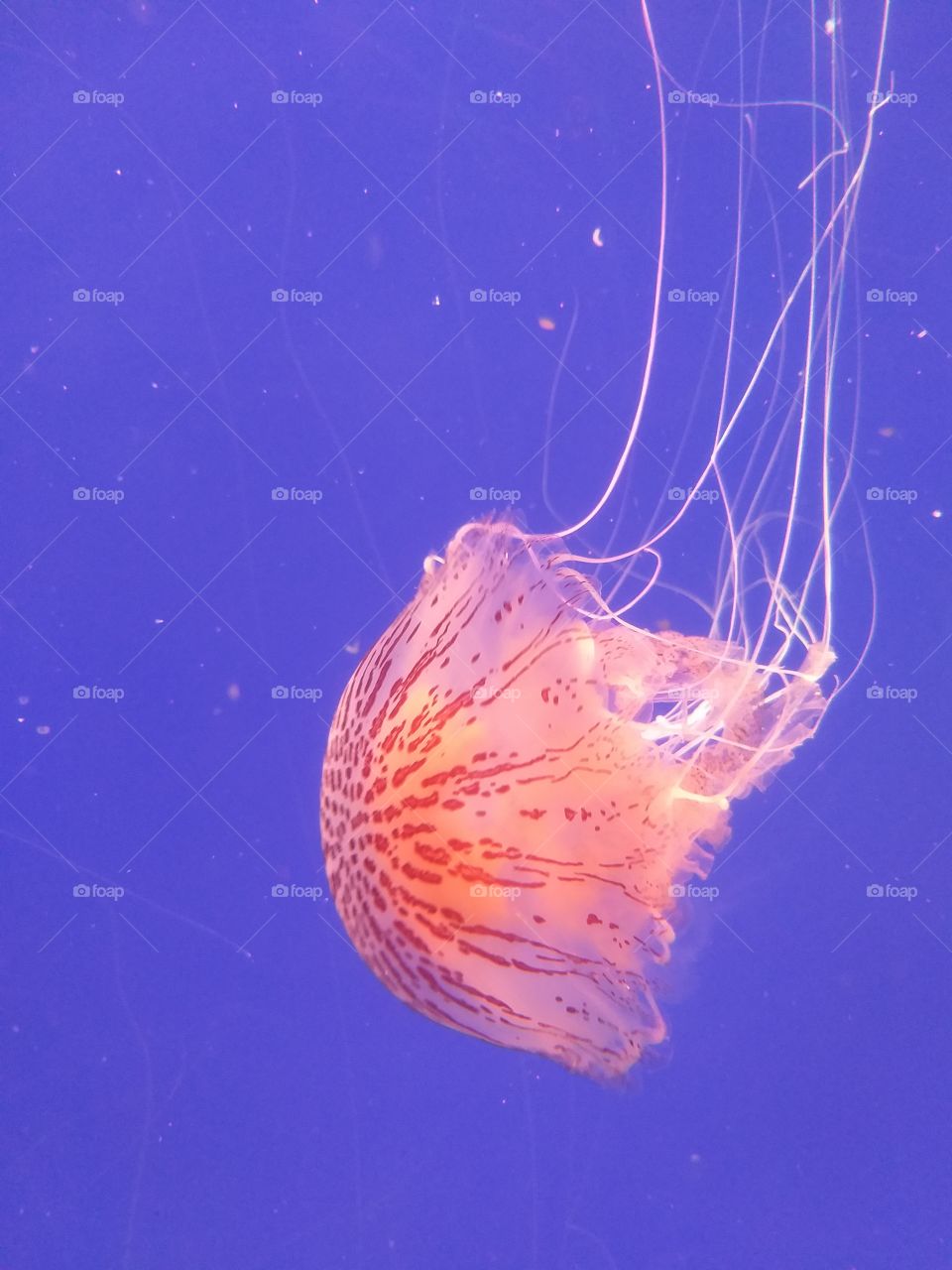 Tiger Jellyfish